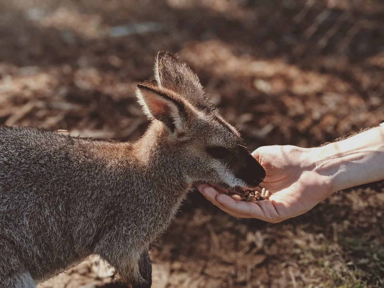 Lone Pine Koala Sanctuary attraction in Brisbane